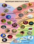эволюция животного мира